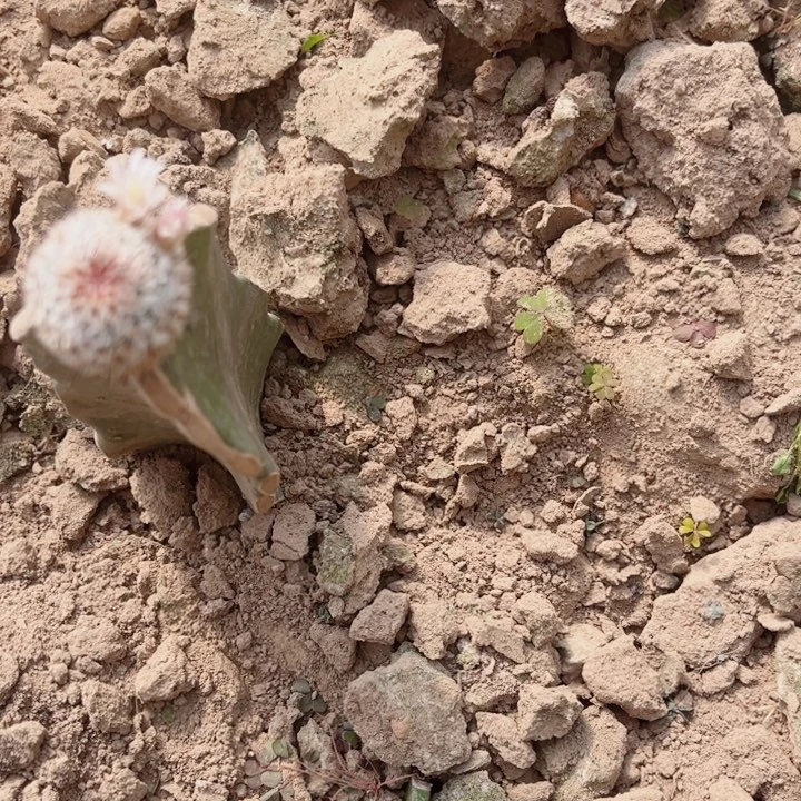 X****u直刺佩勒三角嫁接