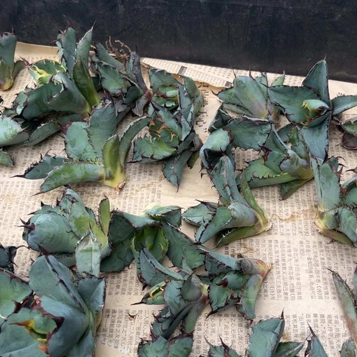 蓝鲸顶芽龙舌兰多肉