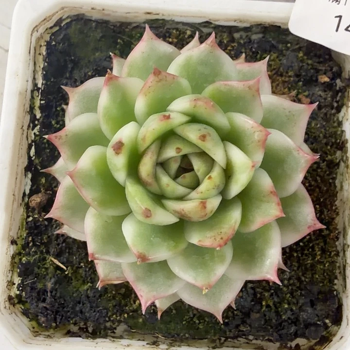 1478黑水晶锦38包邮