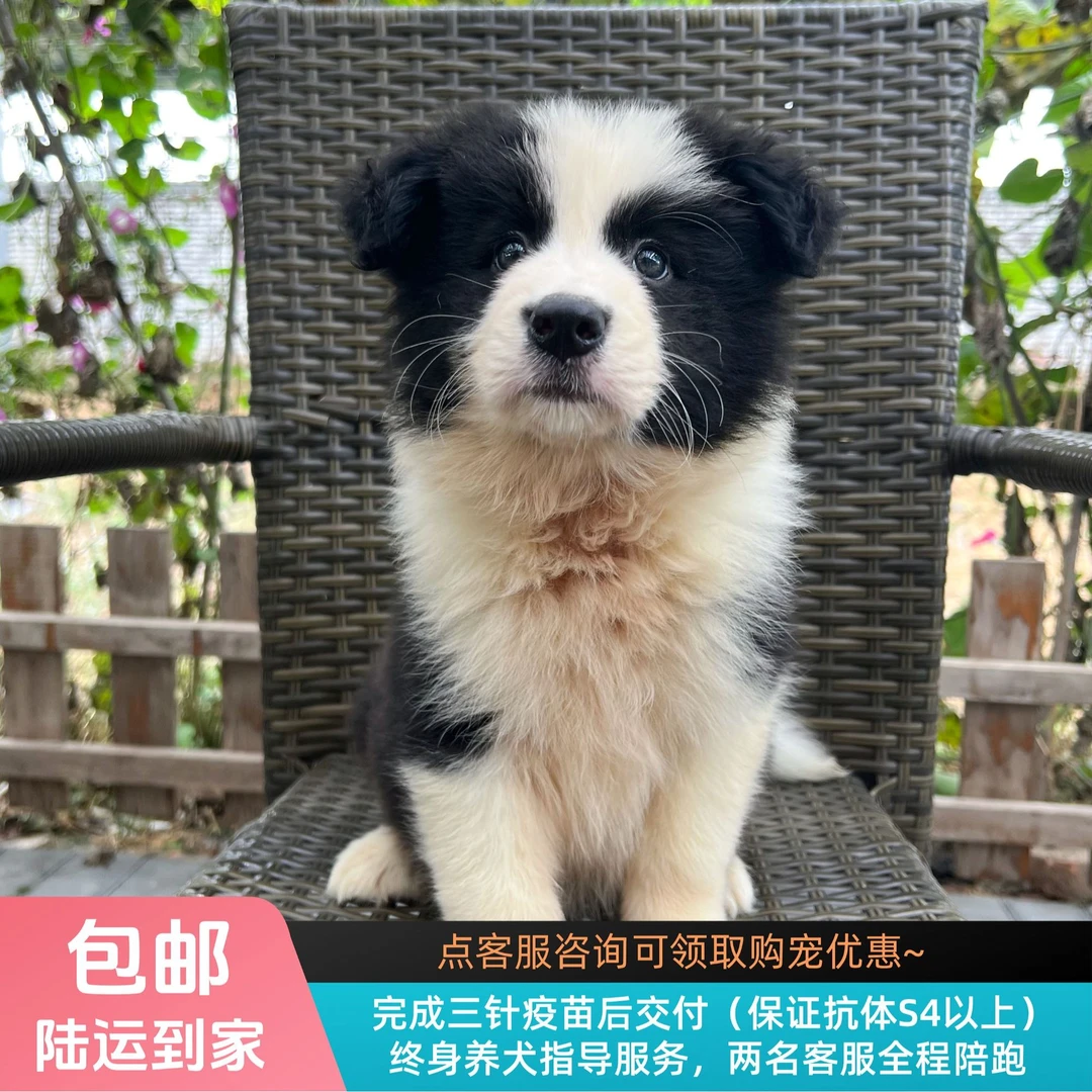 【纯血级】慕斯-黑白色边牧妹妹边境牧羊犬幼犬