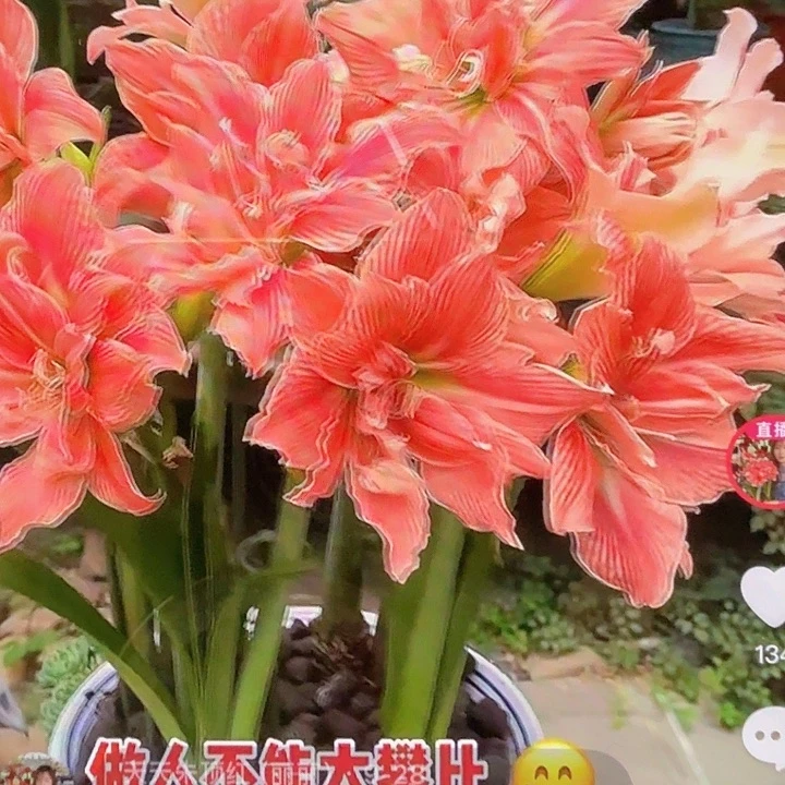 甜蜜妮芙8+基地球开裂