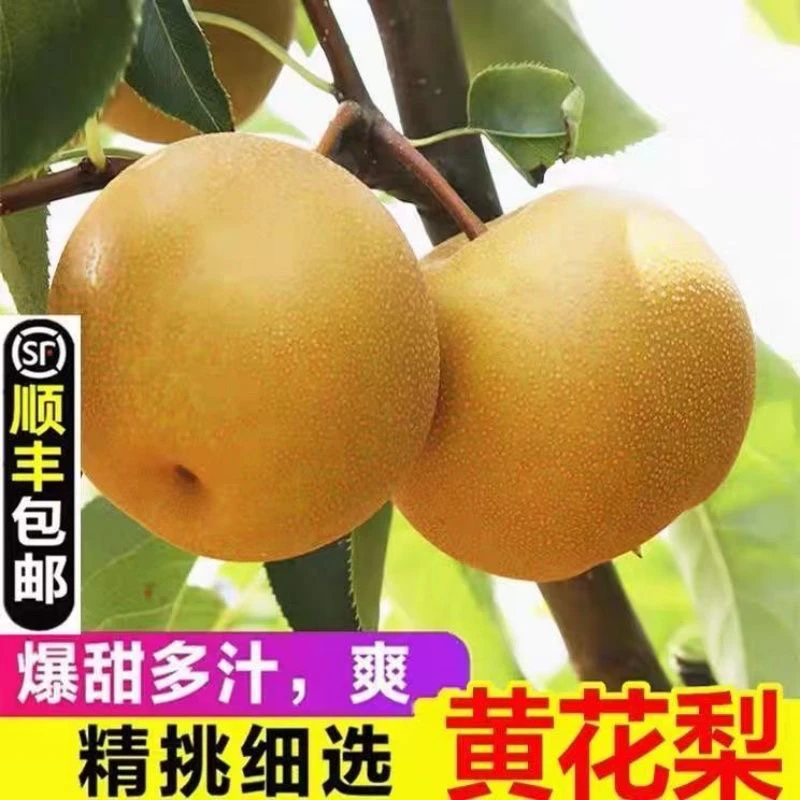 顺丰包邮 溆浦金秋梨现摘新鲜黄花梨当季水果薄皮多汁脆甜