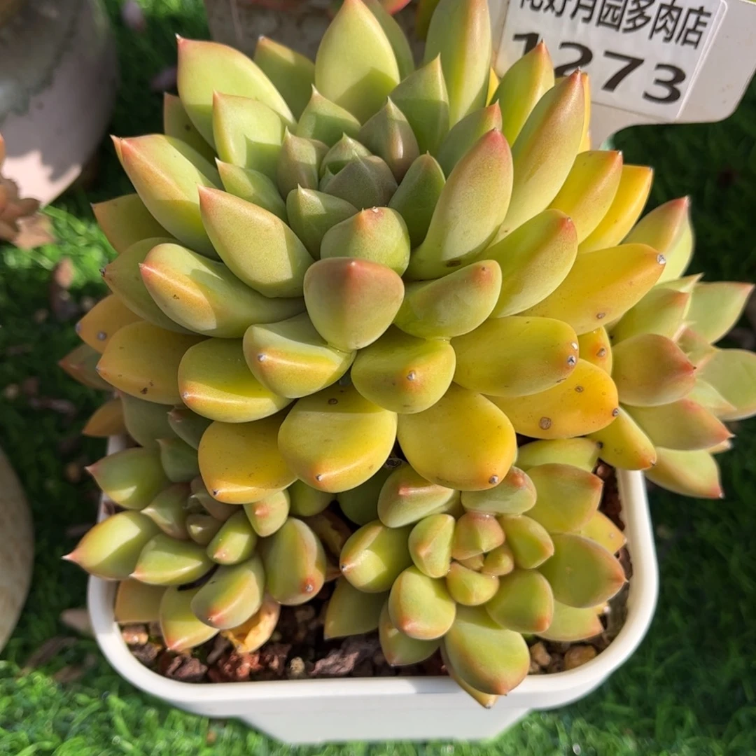 多肉植物1273 满30包邮