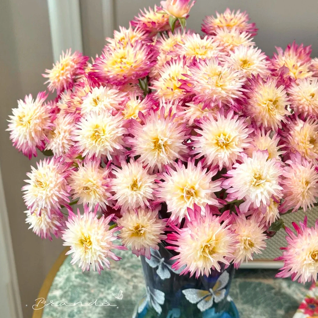 云花巷# 【烟火之邀】稀有小众品种