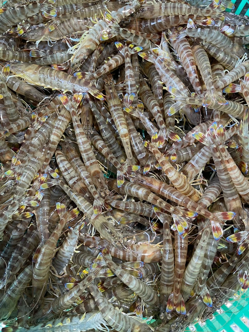 连云港新鲜竹节虾斑节虾活虾急冻发货 【46-53头/斤】