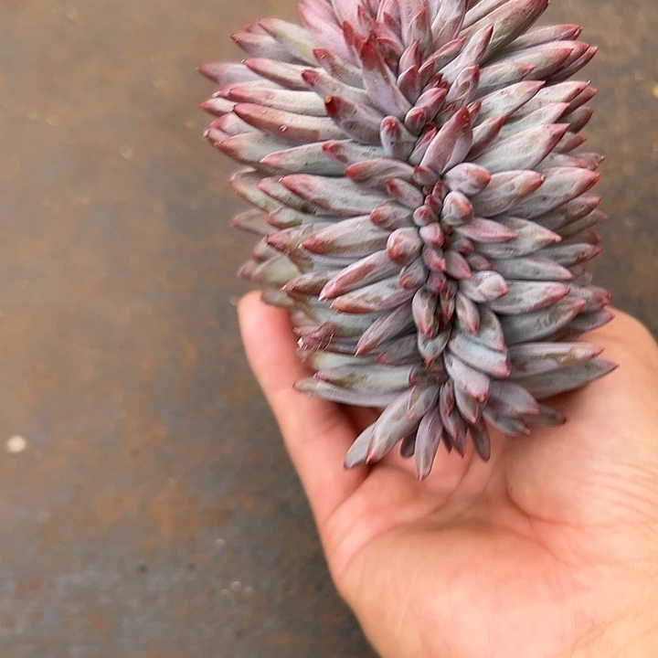 虞美人群生缀化多肉