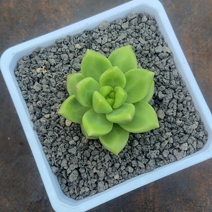 新品美人一物一拍177