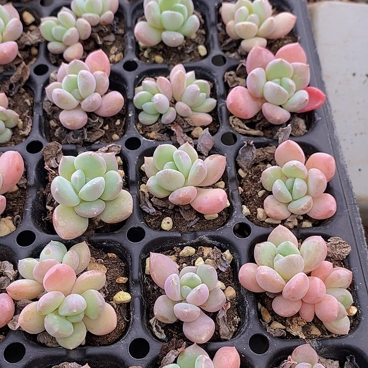 98 多肉植物盆栽花卉