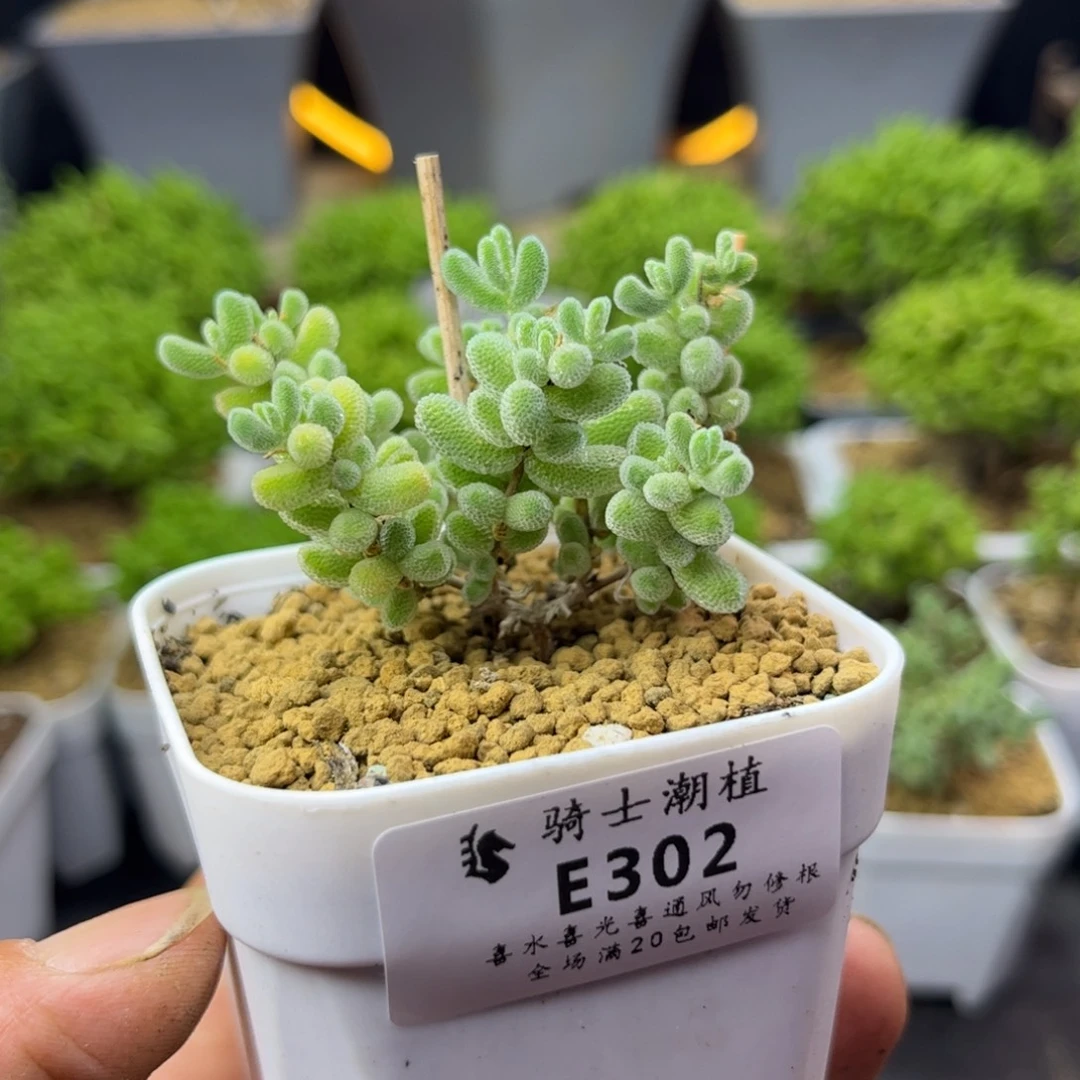 302优选冰晶枝干番杏