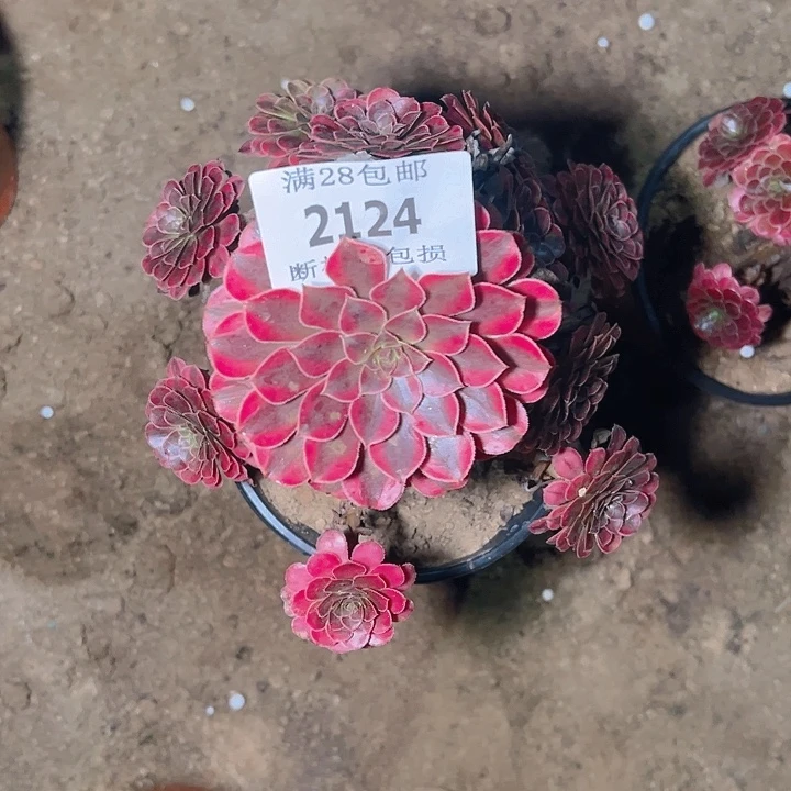 2124黑同白多肉植物
