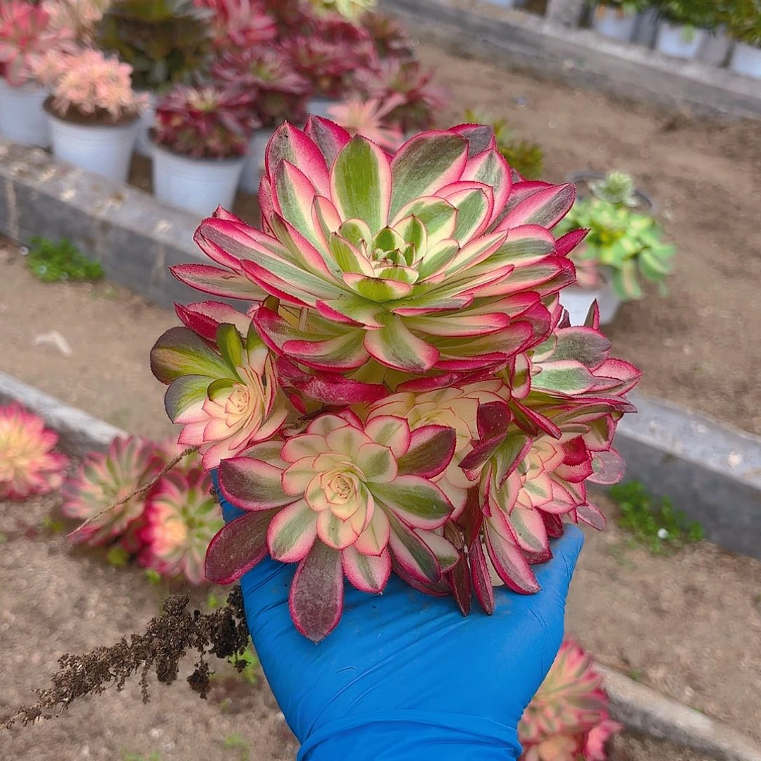 倾城多头的多肉植物