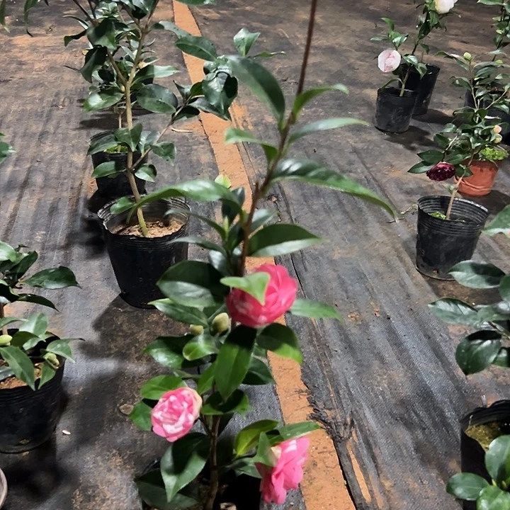 大部分花苞少量开放，复色乔伊