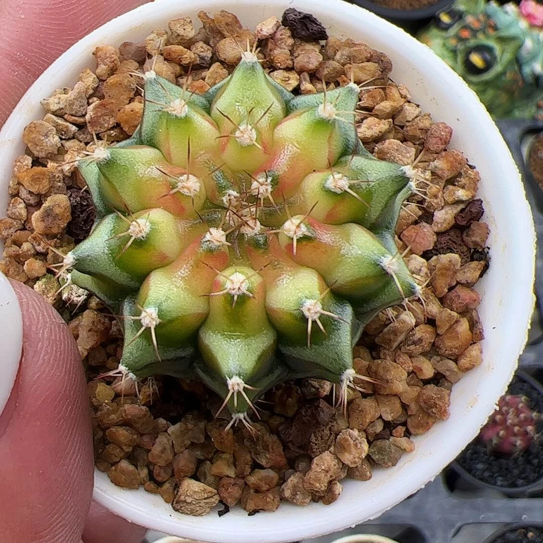 *****当前无花朵，栽培后可花朵