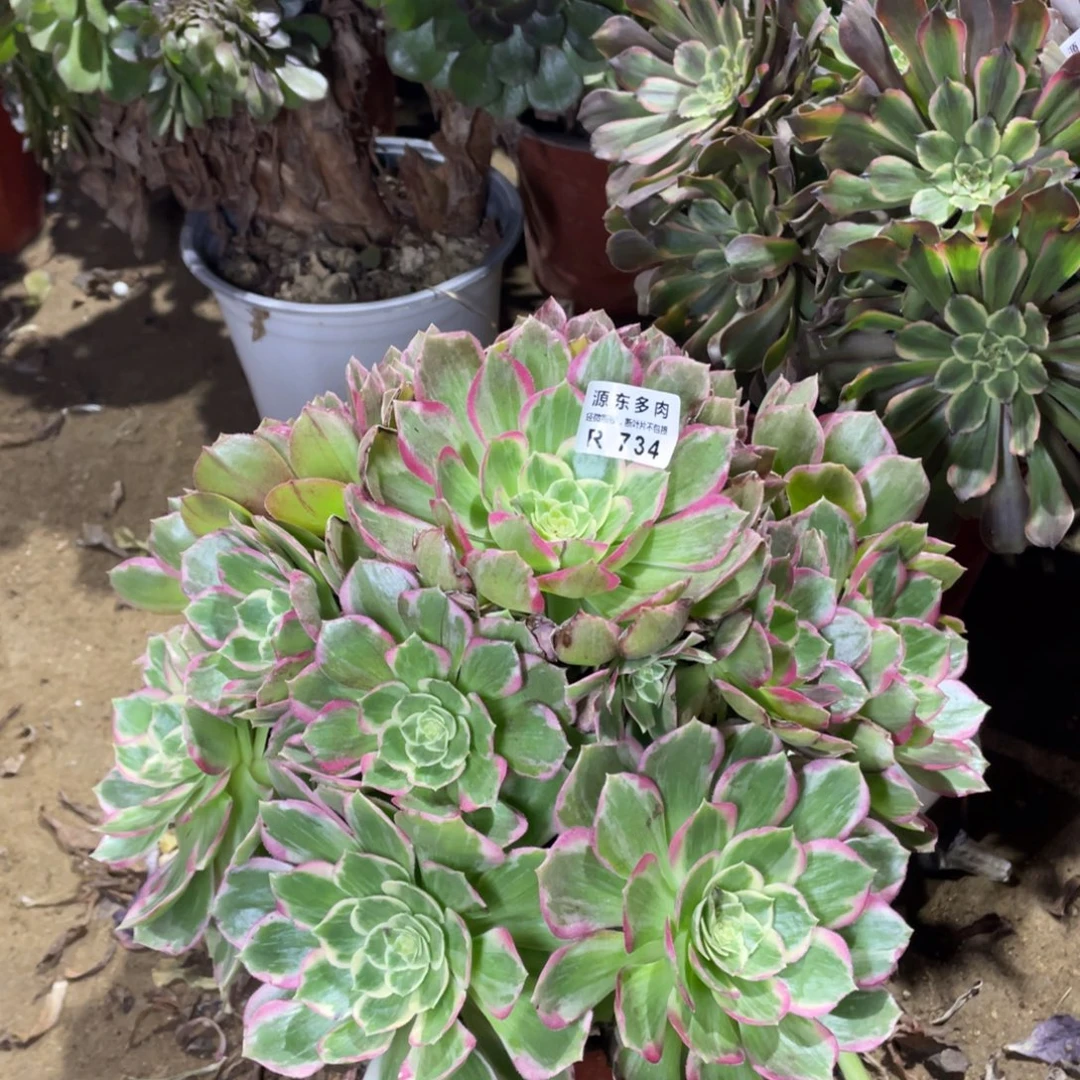 734万变多肉法师断枝不包