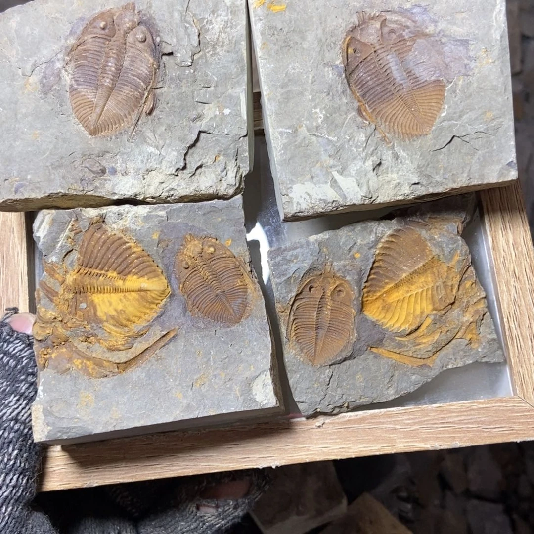 谢***你石材王冠三叶虫化石