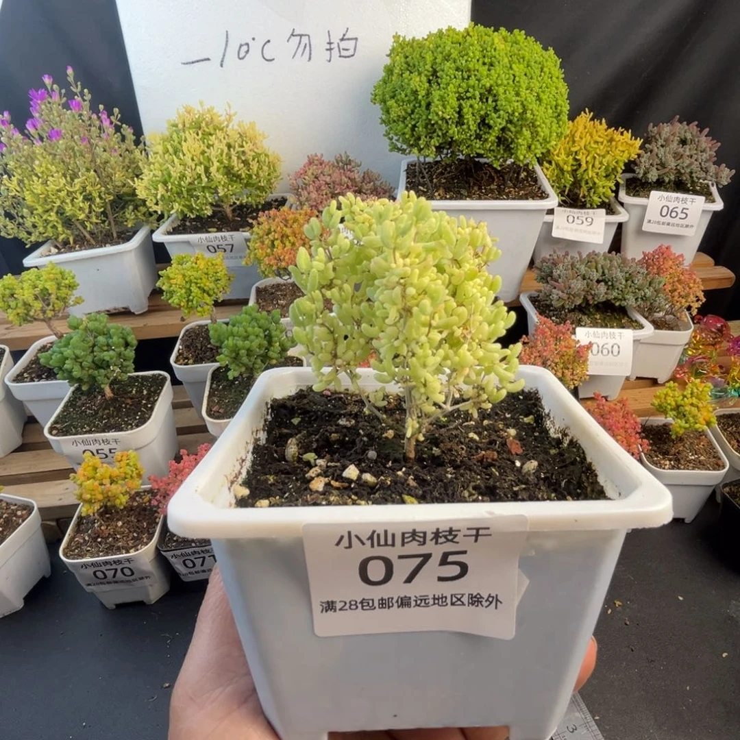 075枝干番杏米粒锦