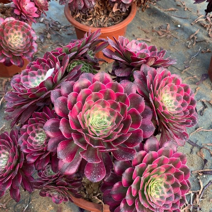 不包损446号后羿和一朵