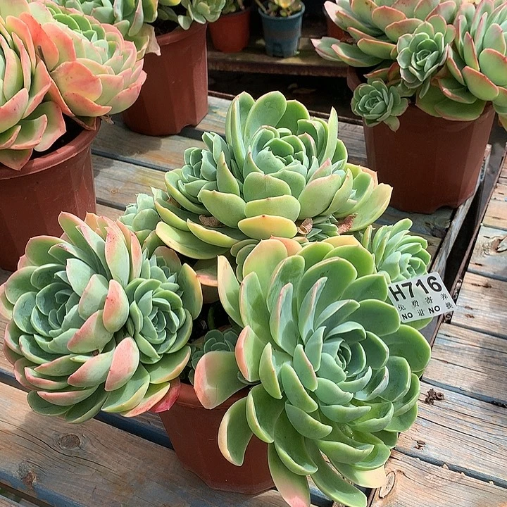 杂交大群 非偏远38包邮，节后发