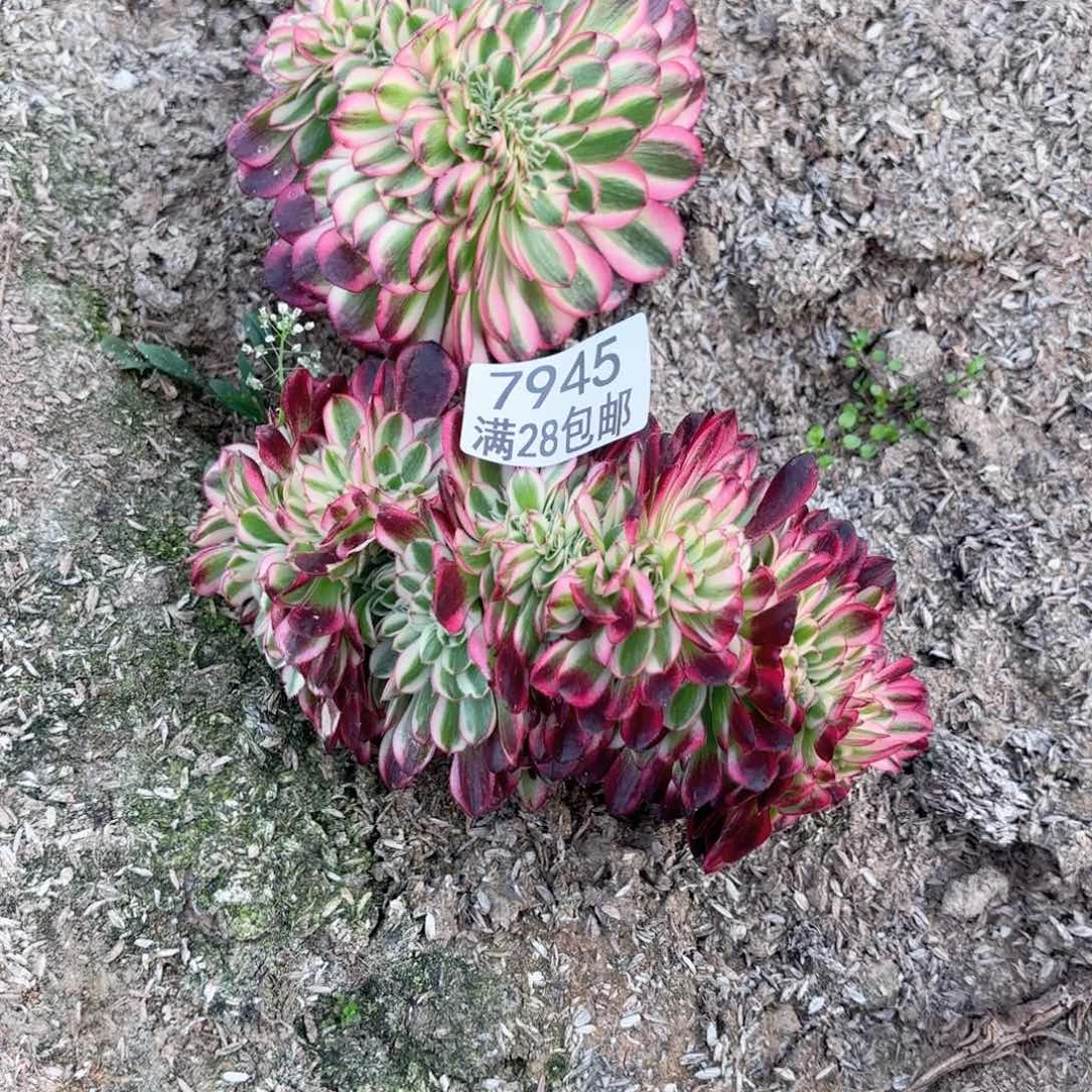 G. 7945倾城缀多肉