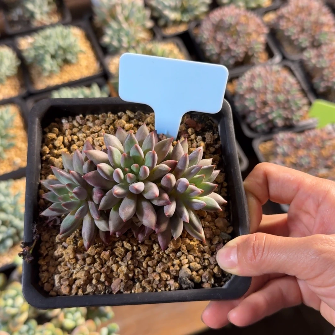 特价车厘子111111111111111111