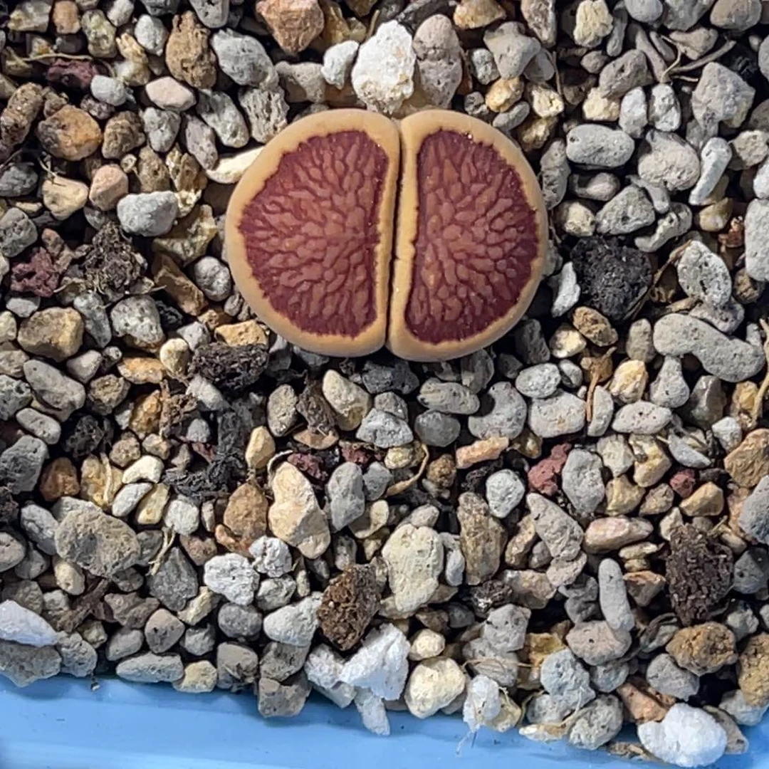 一*稳4906红窗菊1专拍