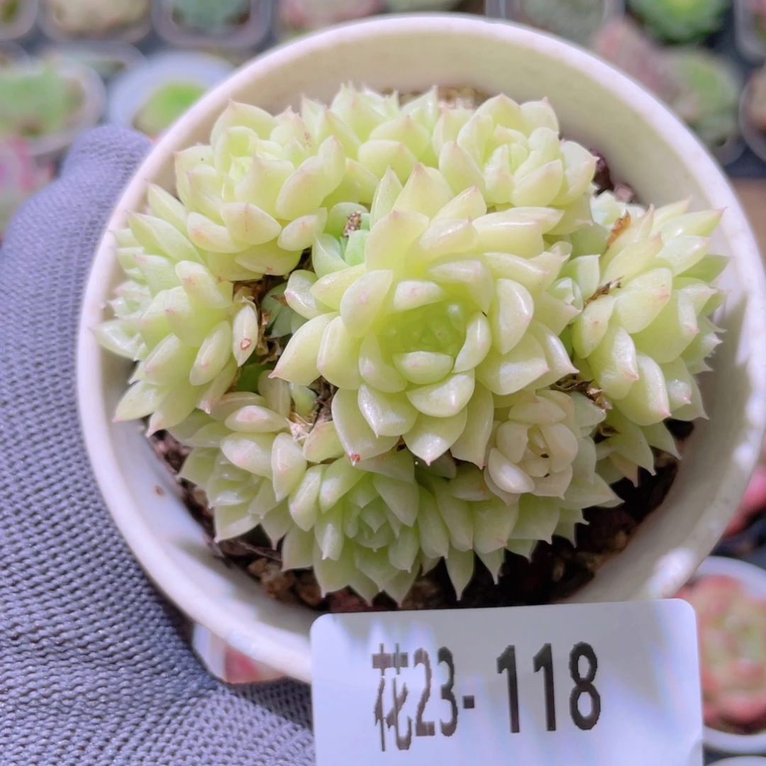 花利美23-118麦秆群