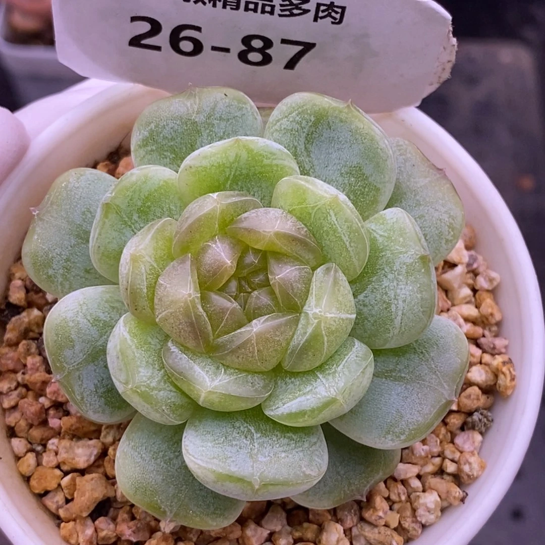 【闪购商品】26-87白恋