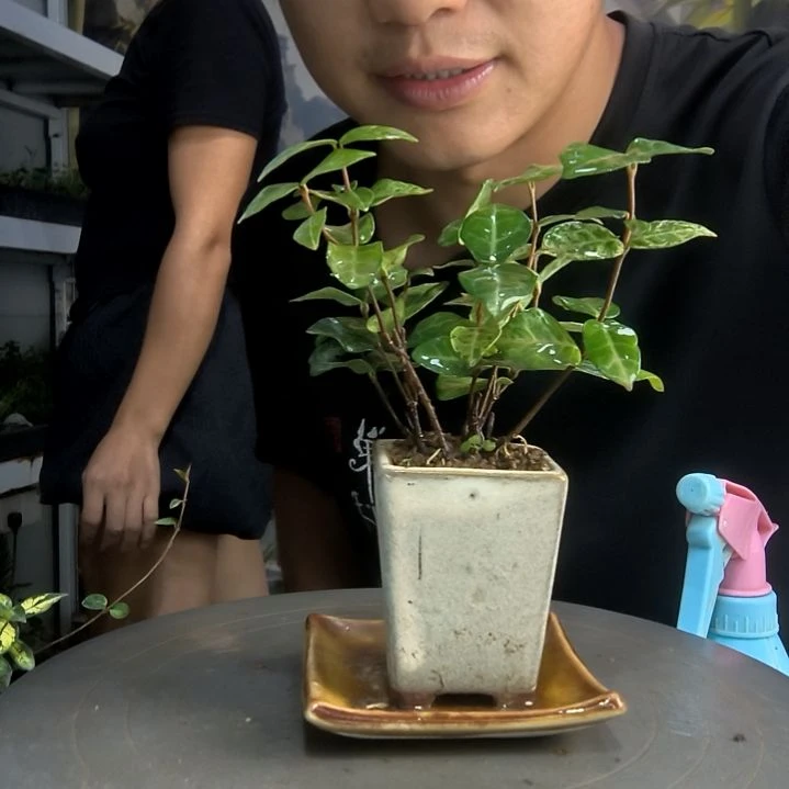 难****3中青园艺一物一拍259