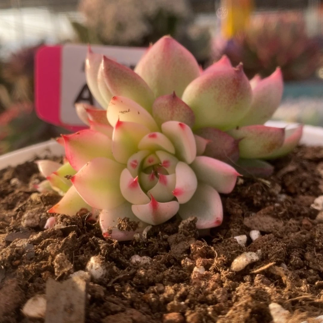 766锦锦锦锦锦锦锦