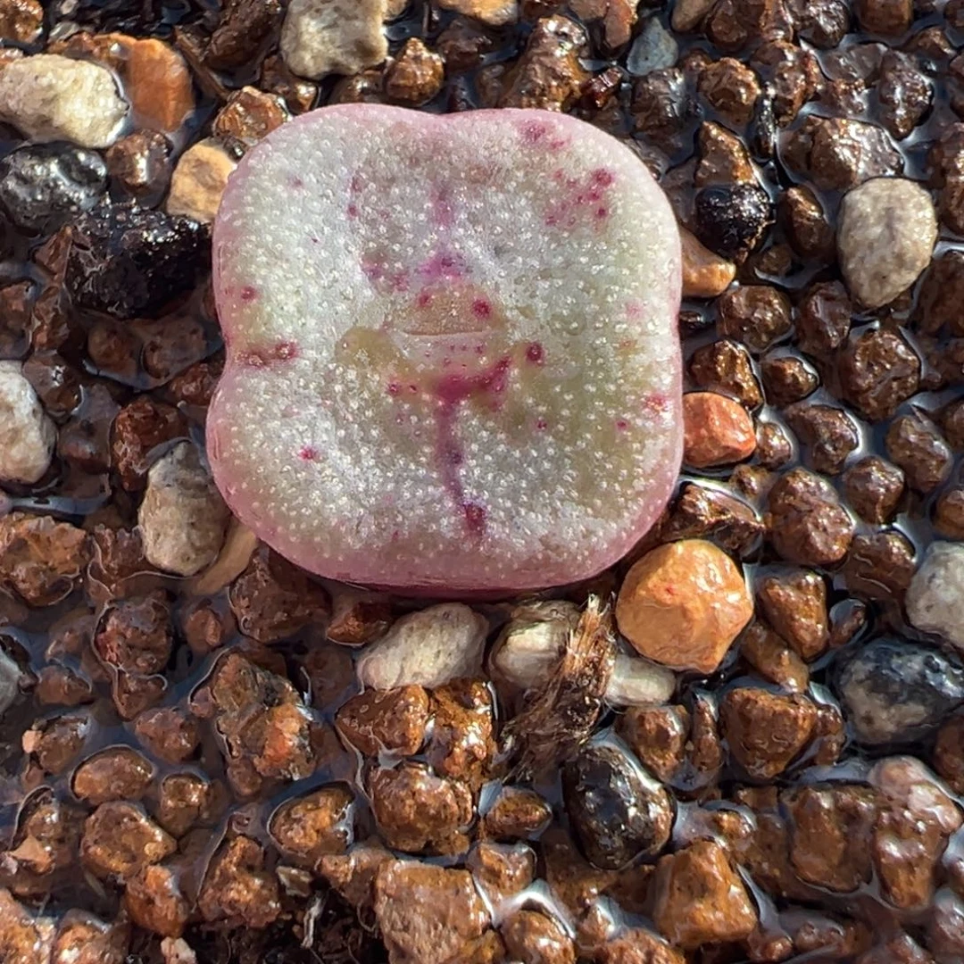 715多肉植物种类多样