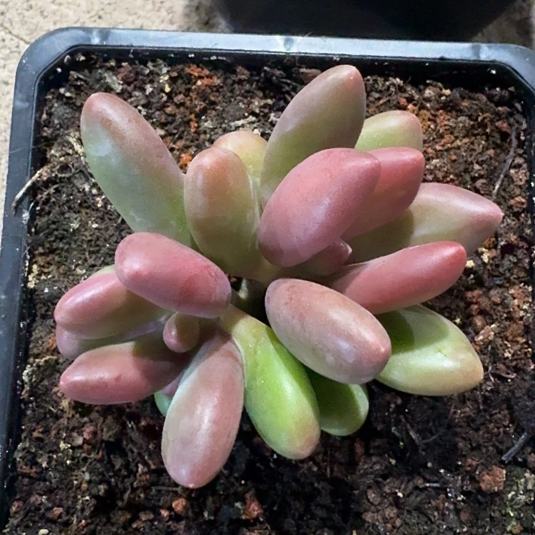 美人。   不知名。