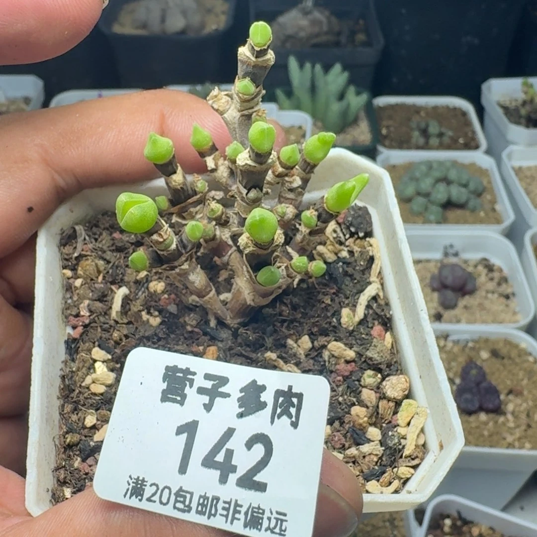枝干兔短耳带盆土。