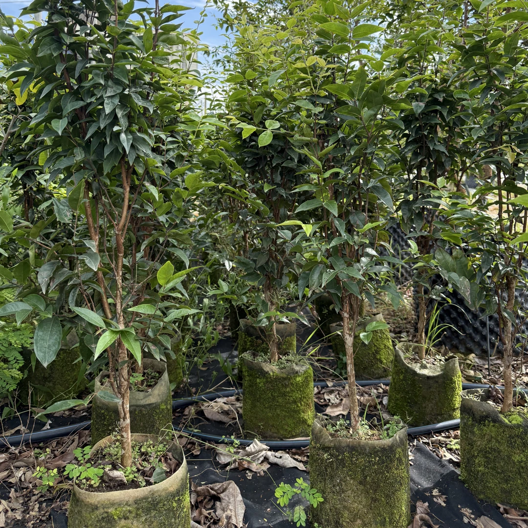 艾斯卡嘉宝果 树葡萄 当年结果 南方北方室内外盆栽 地栽果树苗