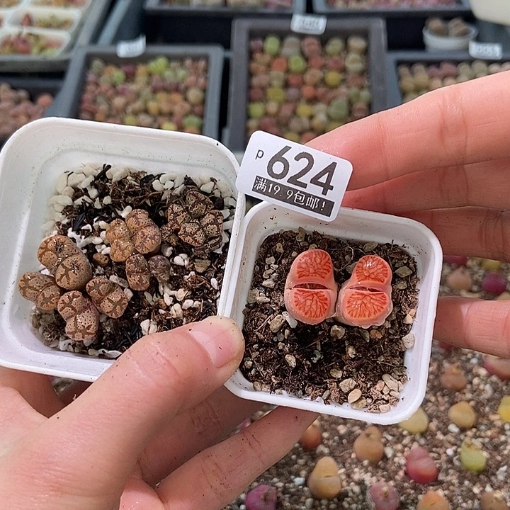 等*吹大舅生石花肉锥624