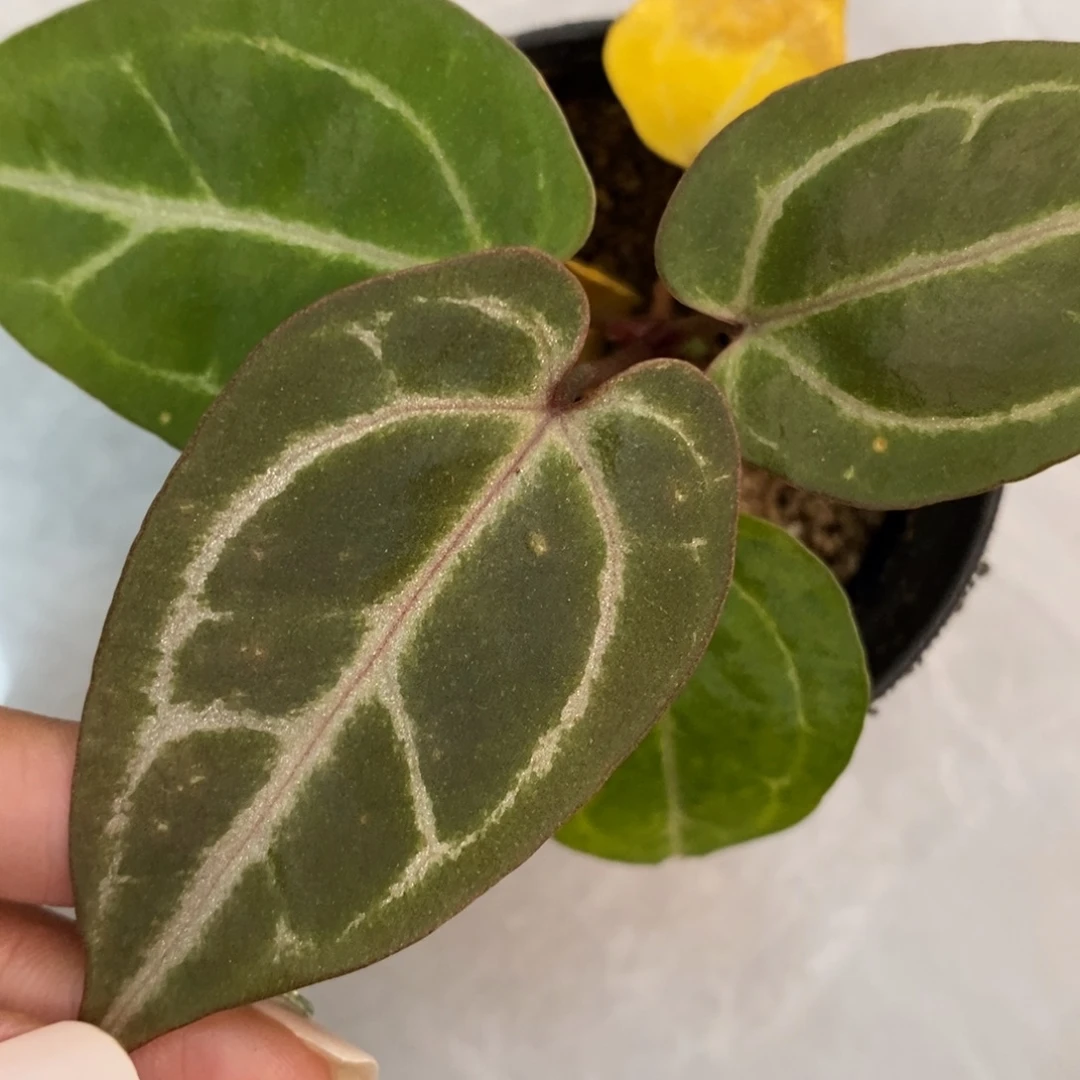 不开花植物红水晶杂