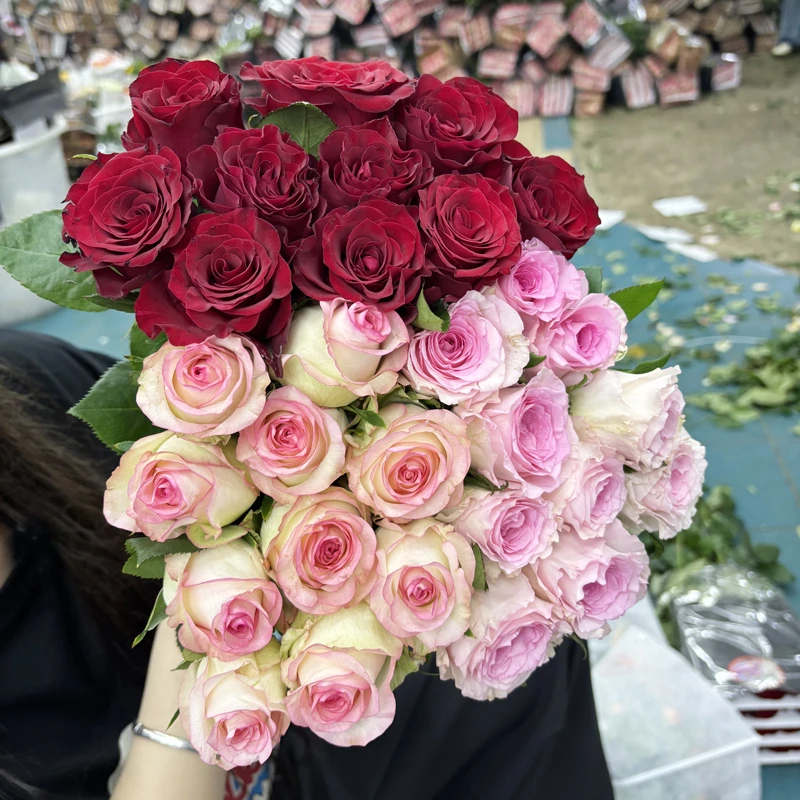 【组合】单头玫瑰新鲜鲜花花束云南鲜花基地直发适合客厅装饰