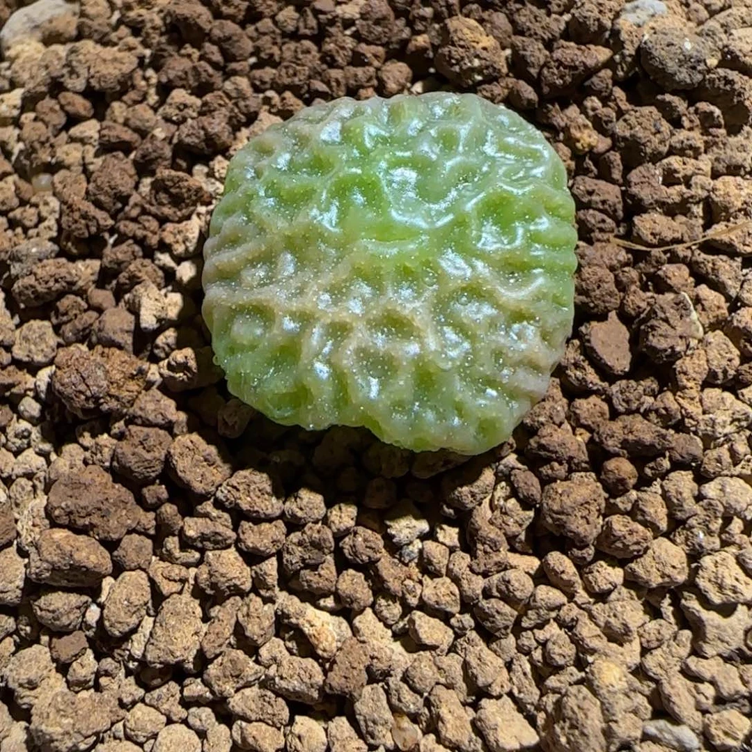 肉锥多肉植物组合-超烧母本1610