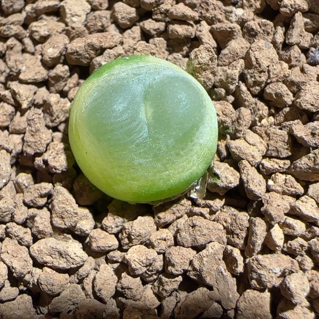 肉锥多肉植物好看-sh1200拉登1582
