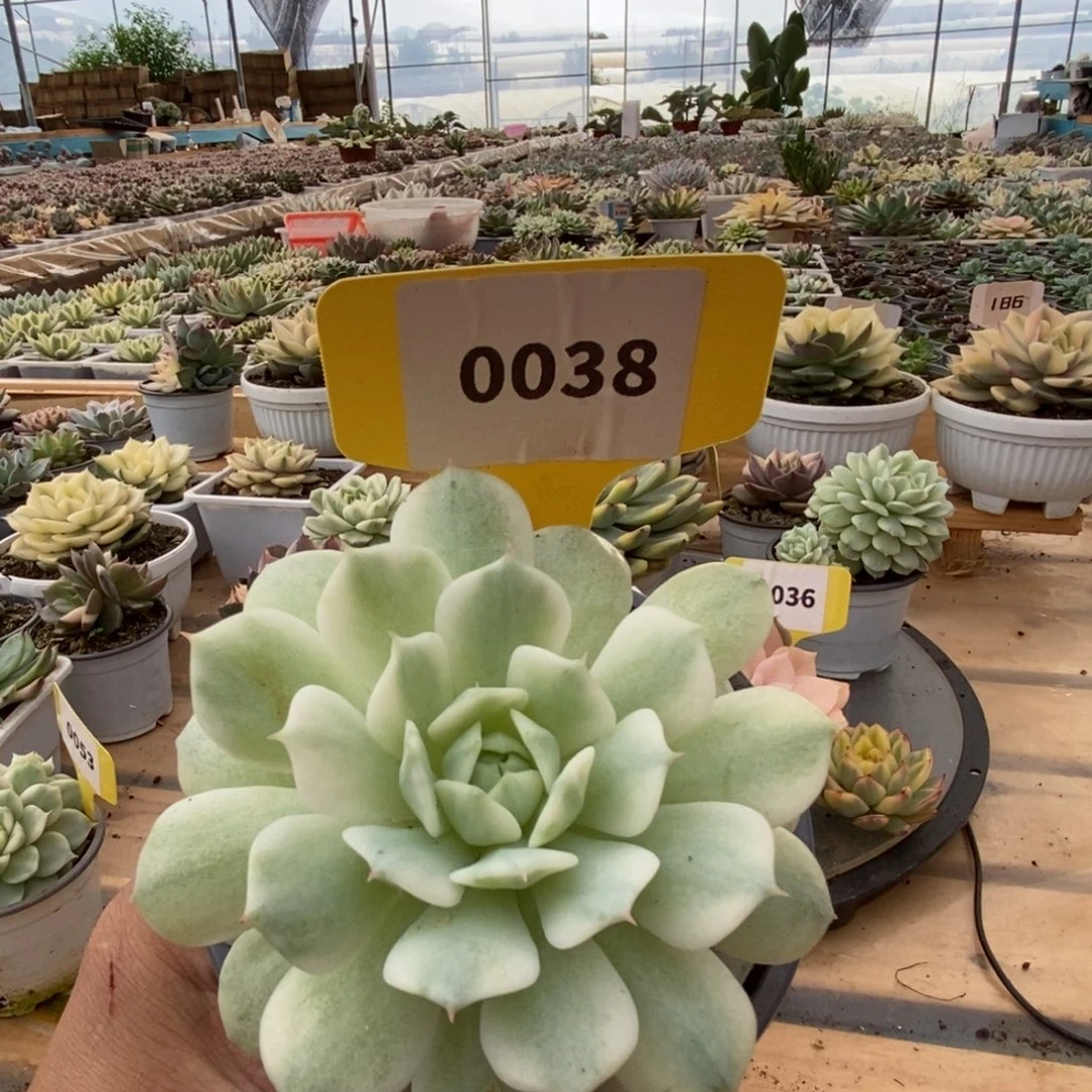 0038静夜哈哈哈哈哈哈哈