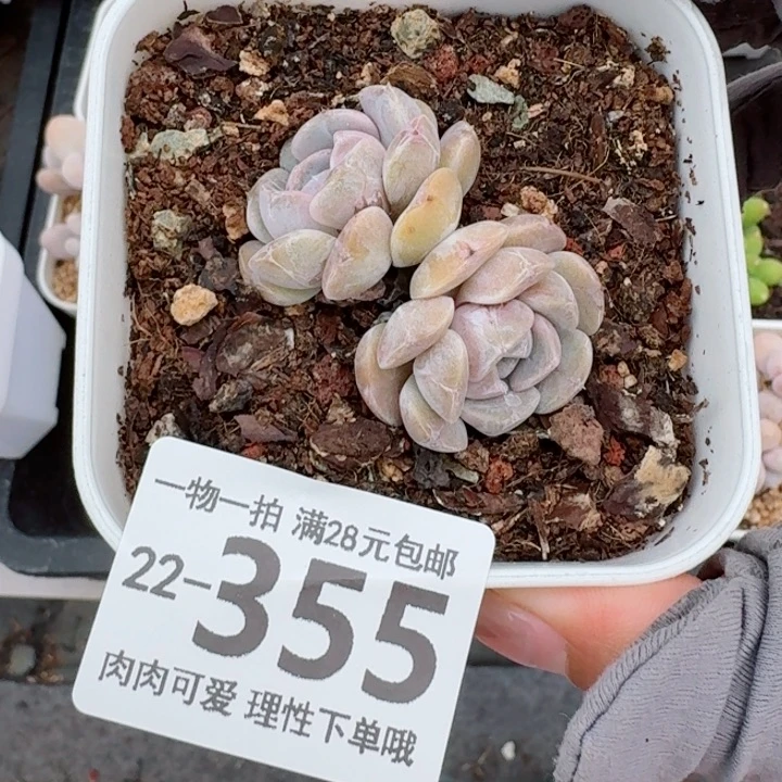 汉堡多肉无盆土发货了
