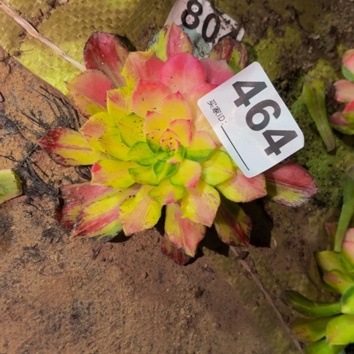 464知否多肉植物不售后
