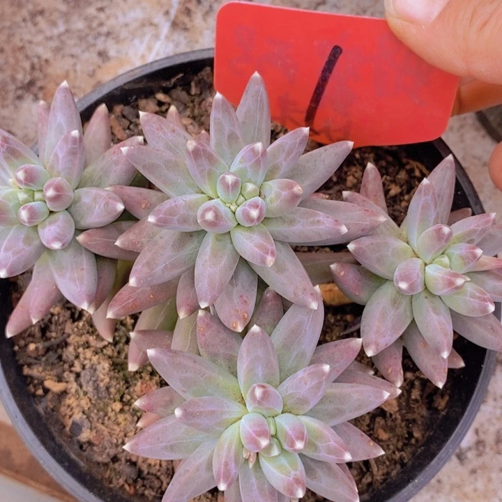 你不去上班呀么不