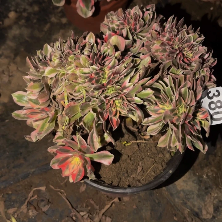 380妖月多肉植物不售后瑕疵处理