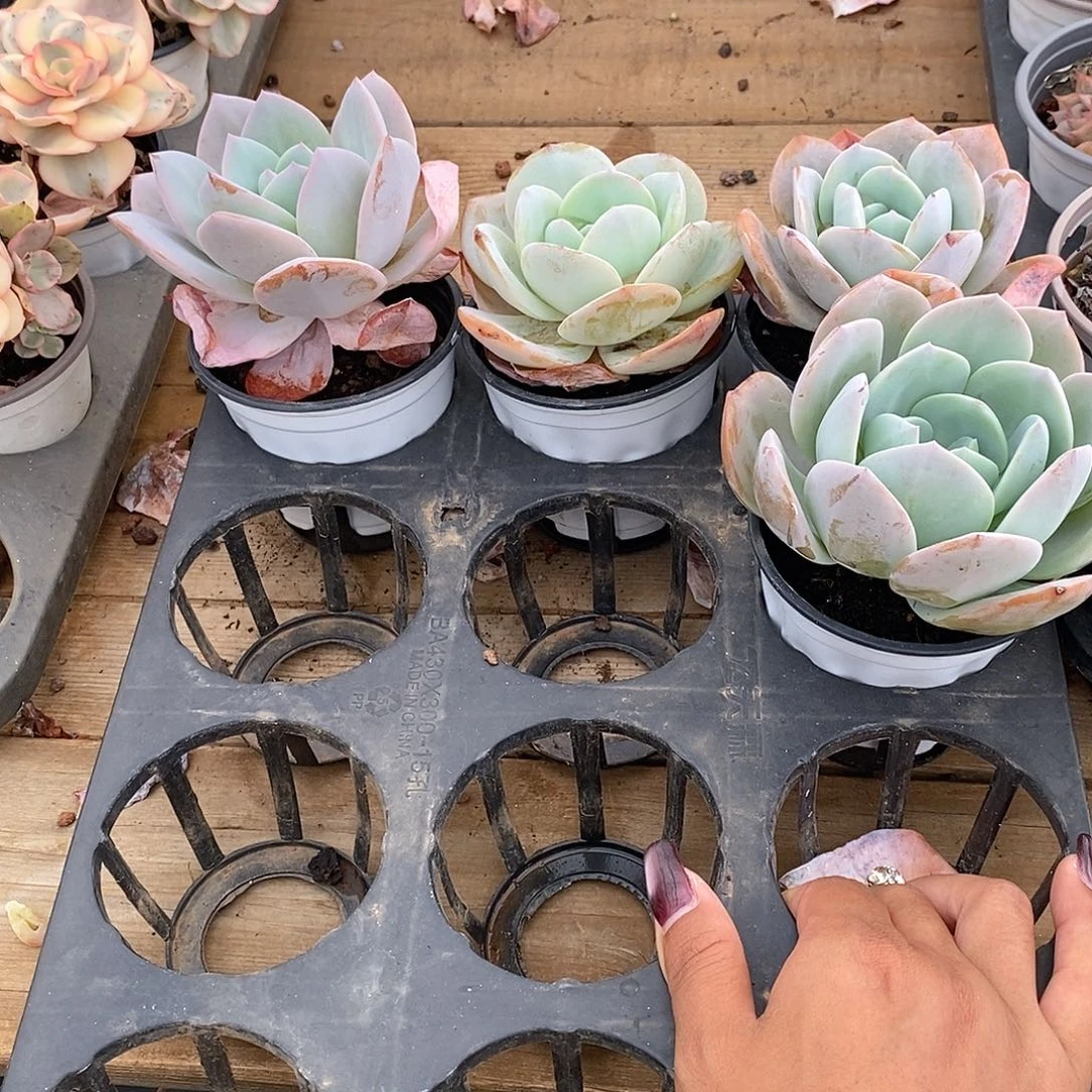 金汇园艺，团奶茶老桩