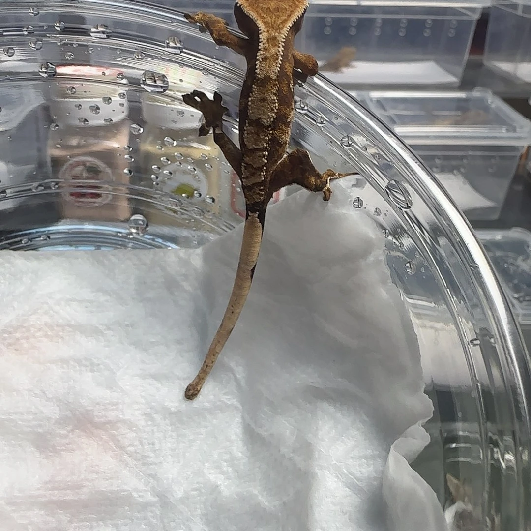 睫角守宫睫角守宫幼