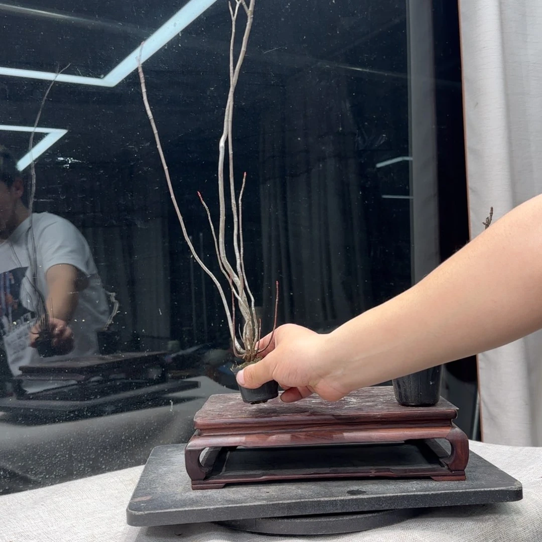 鱼花卉苗木花卉苗木