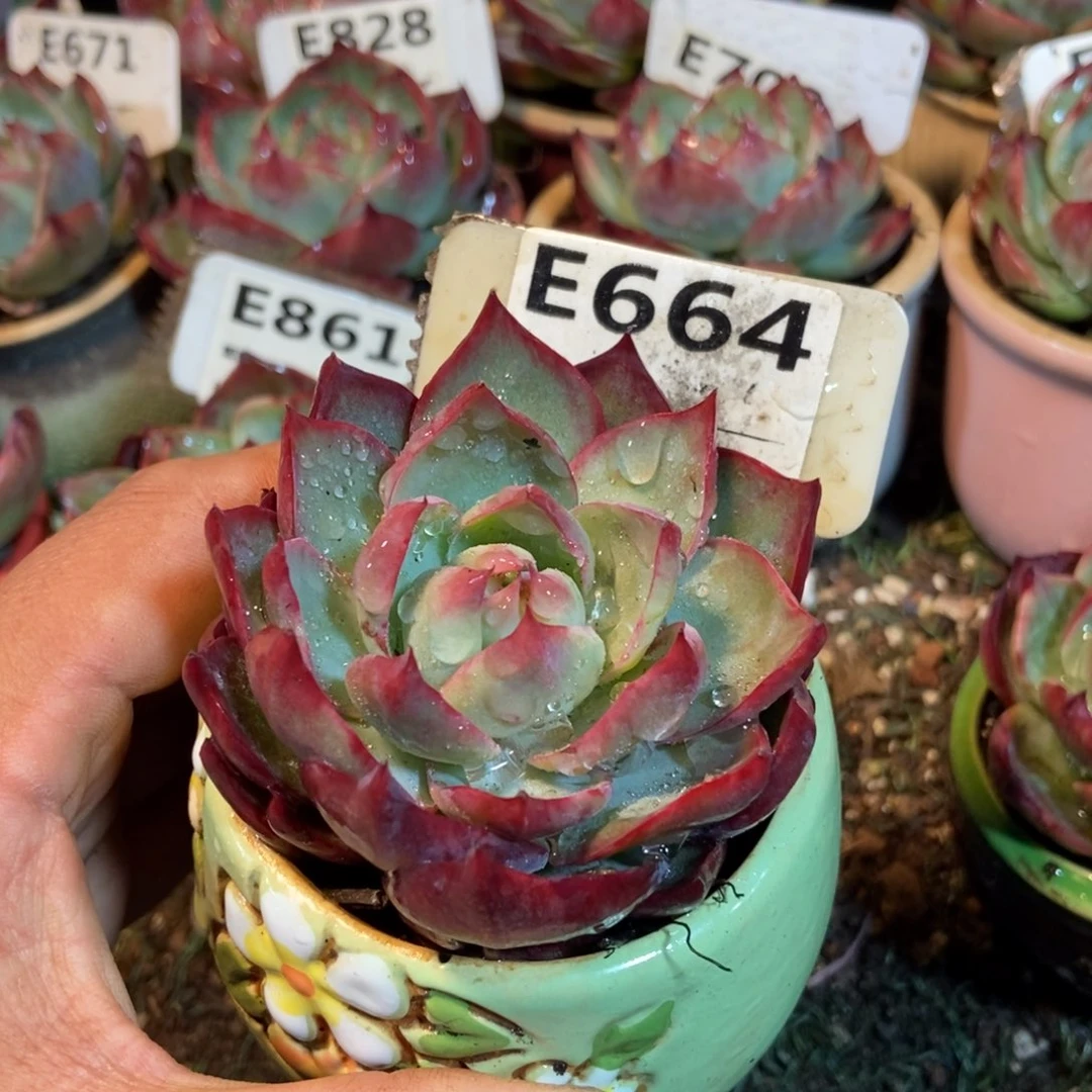 惊鸿一瞥664号楼