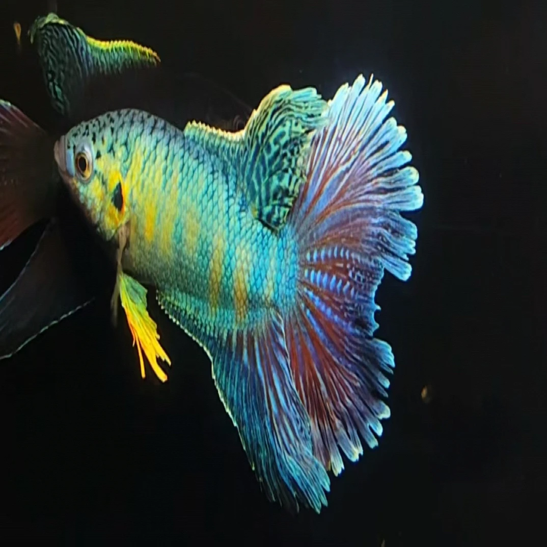 【直播间专用一物一拍】中国斗鱼 观赏鱼 菩萨鱼 无纹蓝 蛇血蓝