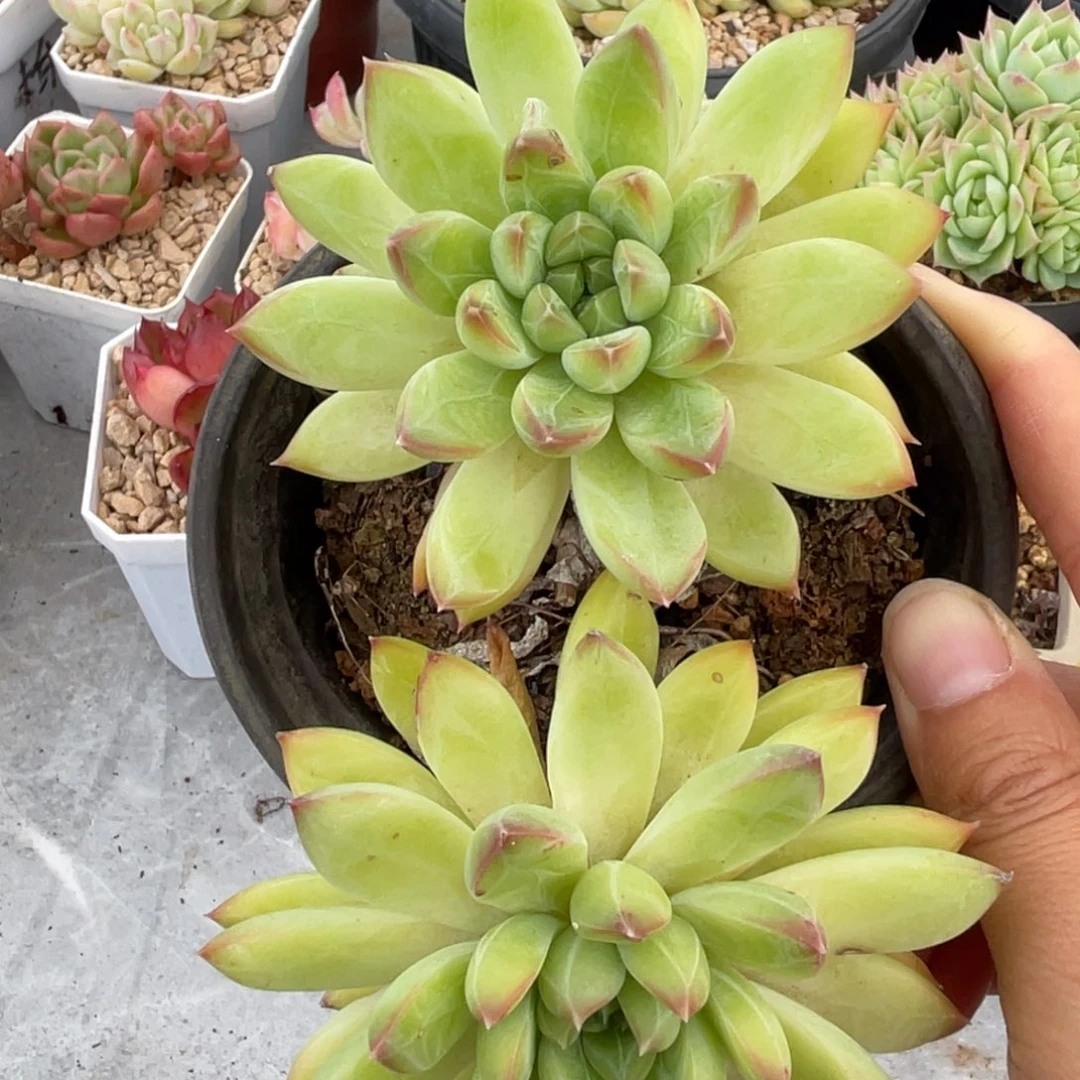 甲骨文双头满35包邮