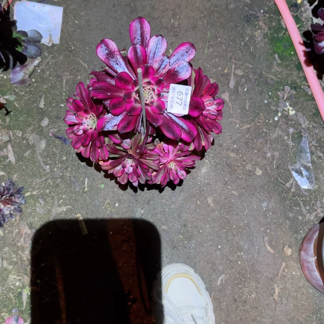 美姬法师多肉677